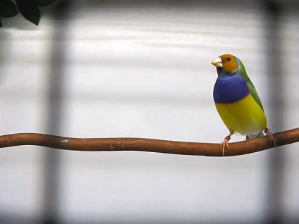 Amadina Birds, Amadine Bird cu fotografii și video