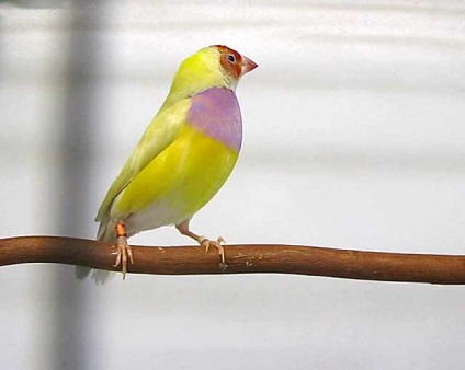 Amadina Birds, Amadine Bird cu fotografii și video