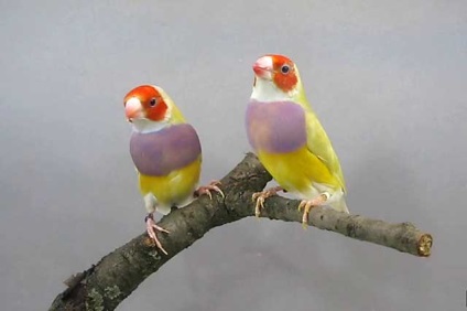 Amadina Birds, Amadine Bird cu fotografii și video