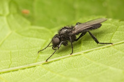 Reproducerea în oraș a insectelor nu este periculoasă pentru oameni, dar după ei vor apărea hoardele de țânțari