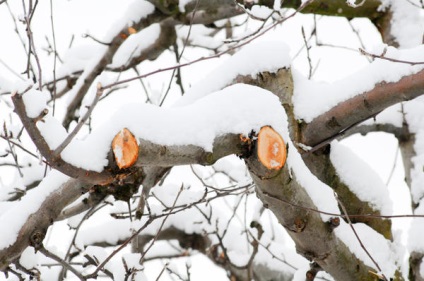 Erori obișnuite ale grădinarilor atunci când tăierea arborilor și arbuștilor