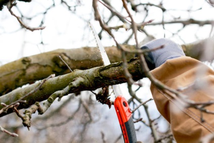 Erori obișnuite ale grădinarilor atunci când tăierea arborilor și arbuștilor