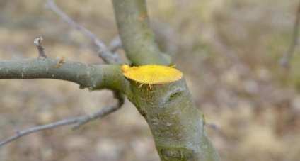 Erori obișnuite ale grădinarilor atunci când tăierea arborilor și arbuștilor