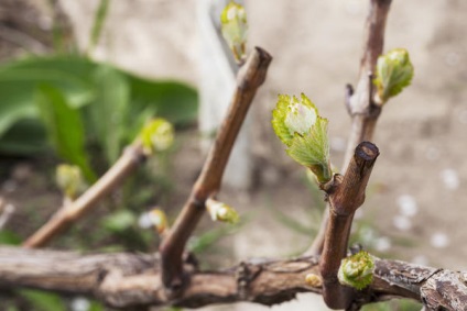 Erori obișnuite ale grădinarilor atunci când tăierea arborilor și arbuștilor