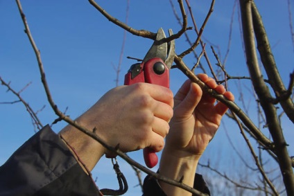 Erori obișnuite ale grădinarilor atunci când tăierea arborilor și arbuștilor