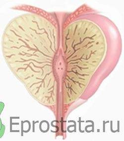 Dimensiunea prostatei este normală