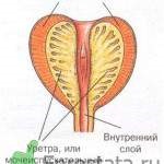 Dimensiunea prostatei este normală