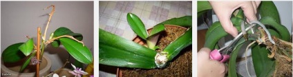 Reproducerea orhideelor ​​- site