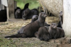 Mink tenyésztés otthon, mint üzleti véleményeket és videókat