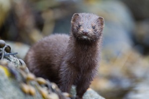 Mink breeding la domiciliu ca recenzii de afaceri și clipuri video