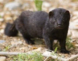 Mink breeding la domiciliu ca recenzii de afaceri și clipuri video