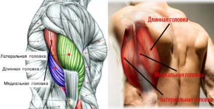 Dezvoltarea tricepsului crește puterea - sănătatea roșie