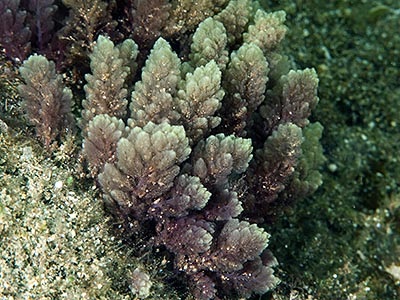 Vörös algák (rhodophyta) - vörös alga fajok, képek