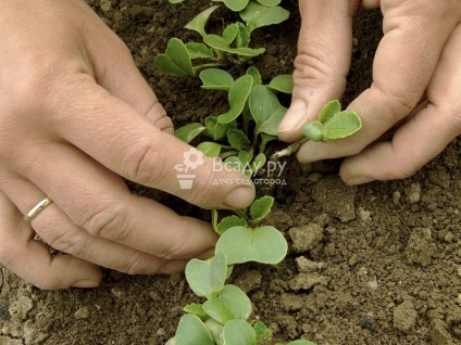 Rădăcini de plantare și îngrijire negru, timp de plantare, fotografie