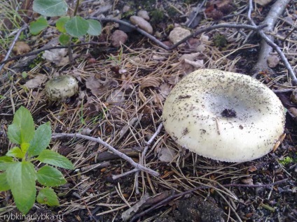 Pescuitul pe lacul Copan, zâmbetul lui Rybkin - rapoarte despre pescuit, fotografii din pescuit, tehnici de pescuit