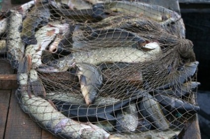 Pescuitul pe anghilă - locul de pescuit - momeli - - totul despre pescuit