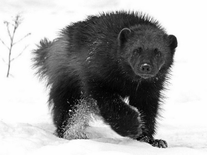 Wolverine - descrierea animalului