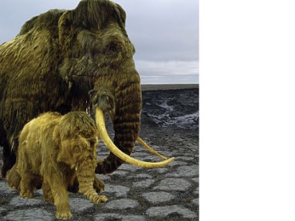 Orosz felfedezés őseink vadásztak a mamut nyelvére - a tudományra