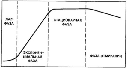 Mikroorganizmusok növekedése és reprodukálása - stadopedia