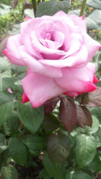 Trandafiri în grădina noastră