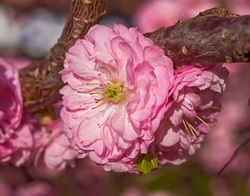 Sakura - bucuria sufletului