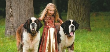 Sf. Bernard (caracteristicile rasei), speranța de viață și alte fapte despre câine