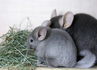 Hay - rația zilnică de chinchillas