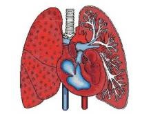 Sistemul cardiovascular, sângele, limfa, plămânii (un fragment al cărții Ynikov - iubiți-vă boala