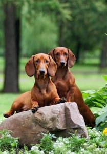 Cățelușii cățeluși - alegerea dvs. - site-ul de dachshund