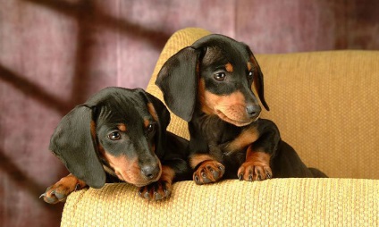 Cățelușii cățeluși - alegerea dvs. - site-ul de dachshund