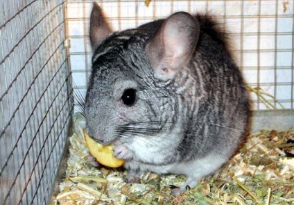 Chinchillas, hrănirea chinchillei, dieta, nuci, dietă specială, căldură de vitamine, trandafiri de chinchilla, ceai,