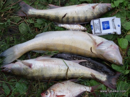 Shurovo 2011, a wik felhasználói blogja, a halászok és a vadászok közösségi hálózata