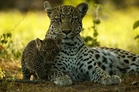 Cât cântă leopardul, greutatea extragerii leopardului, fapte interesante din viața leoparzilor