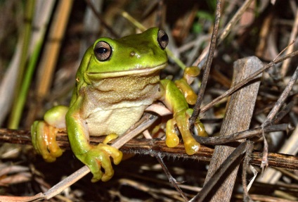 A korall-vörösfenyő (litoria caerulea) ausztrál béka, a fogság fenntartása,