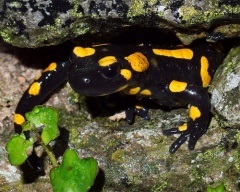 Conținutul de zid de coral (litoria caerulea) Broasca australiană, întreținerea captivității,