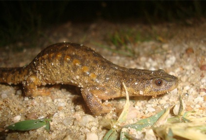 A korall-vörösfenyő (litoria caerulea) ausztrál béka, a fogság fenntartása,