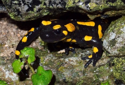 A korall-vörösfenyő (litoria caerulea) ausztrál béka, a fogság fenntartása,