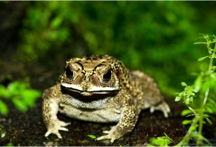 Conținutul de zid de coral (litoria caerulea) Broasca australiană, întreținerea captivității,