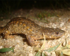 Conținutul de zid de coral (litoria caerulea) Broasca australiană, întreținerea captivității,