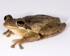 Conținutul de zid de coral (litoria caerulea) Broasca australiană, întreținerea captivității,