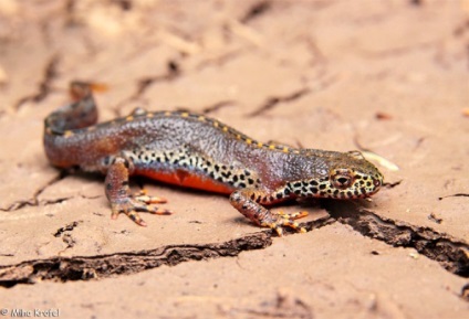 Conținutul de zid de coral (litoria caerulea) Broasca australiană, întreținerea captivității,