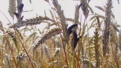 Ergot purpurea