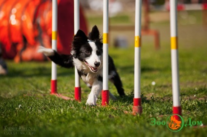 Sport kutyával, állatkert - hirdetőtáblával