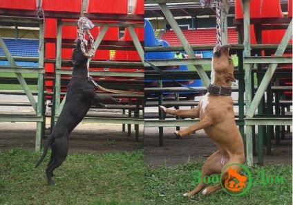 Sport kutyával, állatkert - hirdetőtáblával