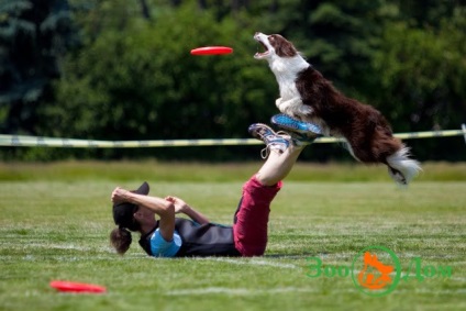 Sport kutyával, állatkert - hirdetőtáblával