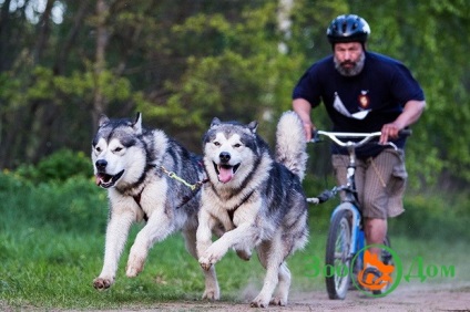 Sport cu un câine, o grădină zoologică - buletin de bord