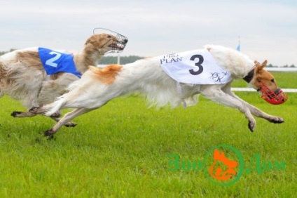 Sport kutyával, állatkert - hirdetőtáblával