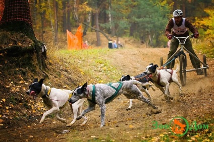 Sport kutyával, állatkert - hirdetőtáblával