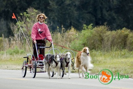 Sport cu un câine, o grădină zoologică - buletin de bord