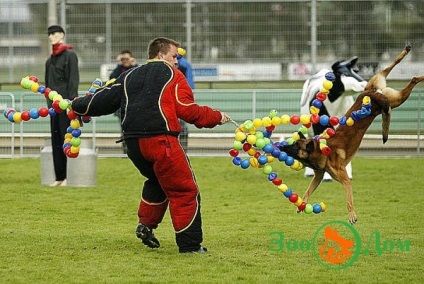 Sport kutyával, állatkert - hirdetőtáblával